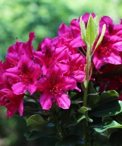 Brighter Blooms Shrubs & Hedges Red Rhododendron Shrub