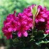Brighter Blooms Shrubs & Hedges Red Rhododendron Shrub
