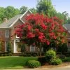 Brighter Blooms Flowering Trees Red Rocket Crape Myrtle Tree
