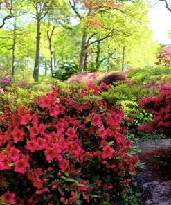 Brighter Blooms Red Ruffles Azalea Shrub 7 Brighter Blooms Red Ruffles Azalea Shrub