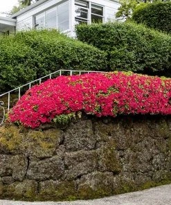 Brighter Blooms Red Ruffles Azalea Shrub 6 Brighter Blooms Red Ruffles Azalea Shrub