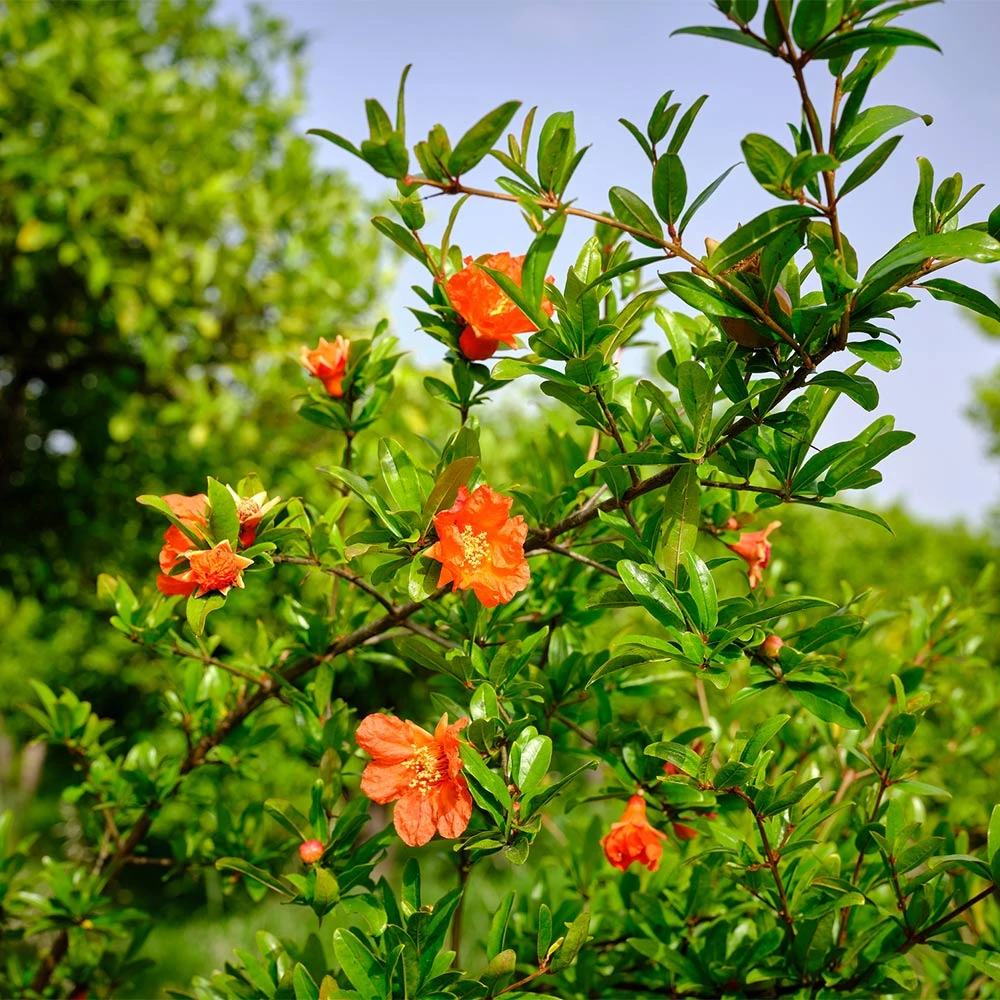 Brighter Blooms Red Pomegranate Tree 4 Brighter Blooms Red Pomegranate Tree