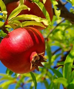 Brighter Blooms Red Pomegranate Tree