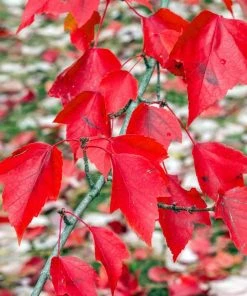 Brighter Blooms Red Sunset® Maple Tree Shade Trees
