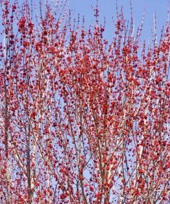 Brighter Blooms Red Sunset® Maple Tree Shade Trees