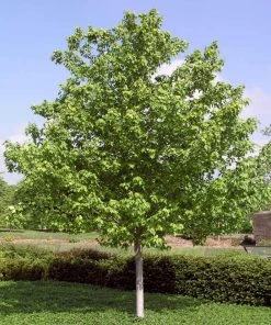 Brighter Blooms Red Sunset® Maple Tree Shade Trees