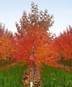 Brighter Blooms Red Sunset® Maple Tree Shade Trees