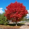 Brighter Blooms Red Sunset® Maple Tree Shade Trees