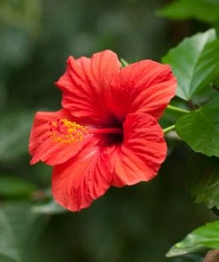 Brighter Blooms Red Tropical Hibiscus Tree Shrubs & Hedges