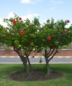 Brighter Blooms Red Tropical Hibiscus Tree Shrubs & Hedges