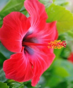 Brighter Blooms Red Tropical Hibiscus Tree Shrubs & Hedges