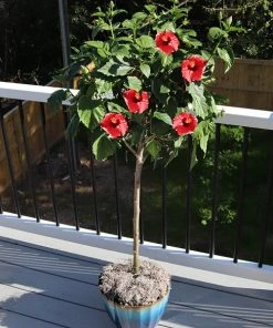 Brighter Blooms Red Tropical Hibiscus Tree Shrubs & Hedges