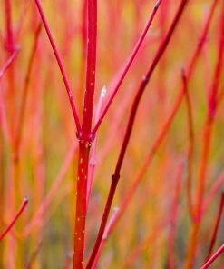 Brighter Blooms Red Twig Dogwood Shrub