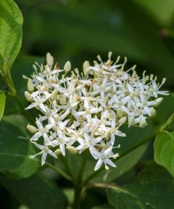 Brighter Blooms Red Twig Dogwood Shrub