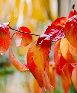 Brighter Blooms Red Twig Dogwood Shrub