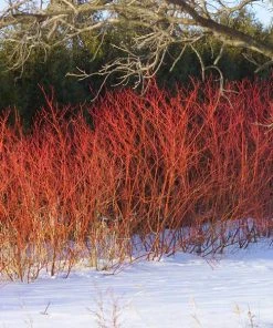 Brighter Blooms Red Twig Dogwood Shrub