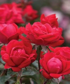Brighter Blooms Double Knock Out® Rose Shrubs & Hedges