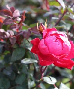 Brighter Blooms Double Knock Out® Rose Shrubs & Hedges