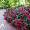 Brighter Blooms Double Knock Out® Rose Shrubs & Hedges