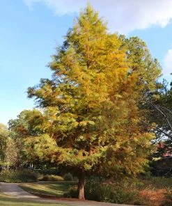 Brighter Blooms Dawn Redwood Tree Arborvitae Trees