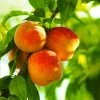 Brighter Blooms Reliance Peach Tree Fruit Trees