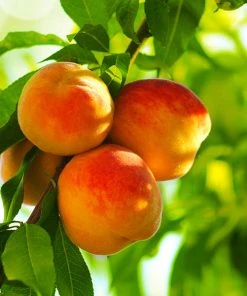 Brighter Blooms Reliance Peach Tree Fruit Trees