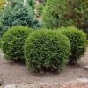 Brighter Blooms Evergreen & Privacy Hetz Midget Arborvitae Shrub