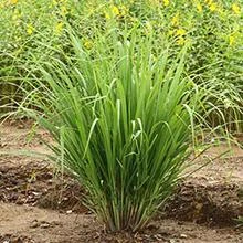Brighter Blooms Lemon Grass Ornamental Grasses