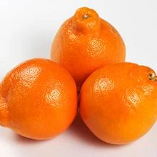 Brighter Blooms Fruit Trees Minneola Tangelo Tree