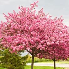 Brighter Blooms Flowering Trees Robinson Crabapple Tree