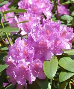 Brighter Blooms Shrubs & Hedges Lavender Rhododendron Shrub