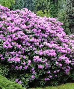 Brighter Blooms Shrubs & Hedges Lavender Rhododendron Shrub