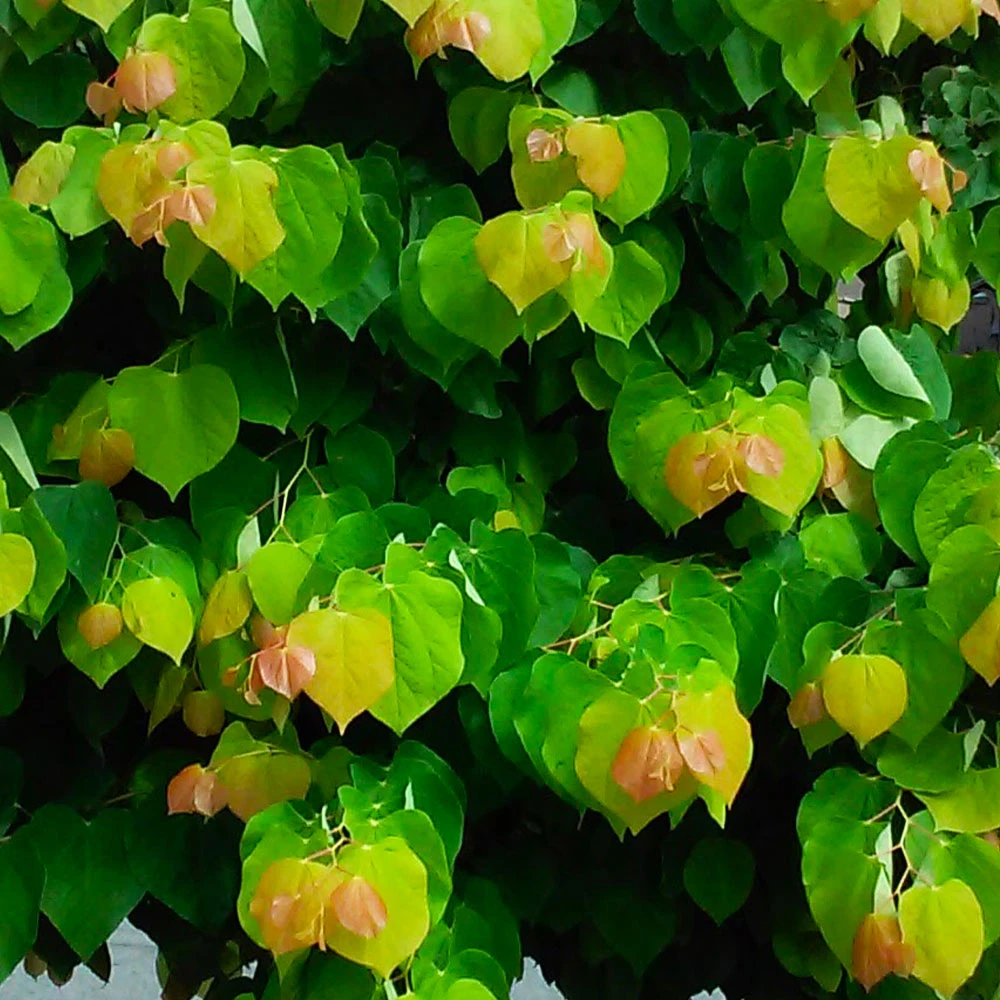 Brighter Blooms The Rising Sun™ Redbud Tree 3 Brighter Blooms The Rising Sun™ Redbud Tree