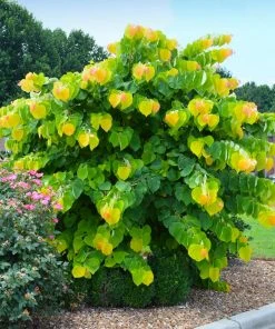 Brighter Blooms The Rising Sun™ Redbud Tree