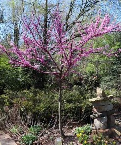 Brighter Blooms The Rising Sun™ Redbud Tree 11 Brighter Blooms The Rising Sun™ Redbud Tree