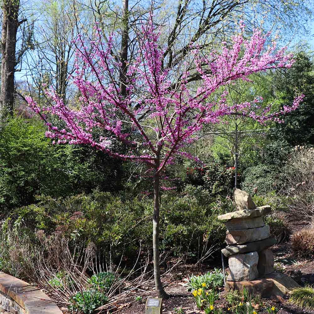 Brighter Blooms The Rising Sun™ Redbud Tree 6 Brighter Blooms The Rising Sun™ Redbud Tree