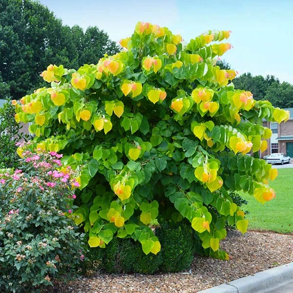 Brighter Blooms The Rising Sun™ Redbud Tree 1 Brighter Blooms The Rising Sun™ Redbud Tree