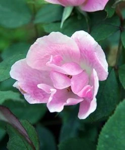 Brighter Blooms Roses Blushing Knock Out® Rose 7 Brighter Blooms Roses Blushing Knock Out® Rose