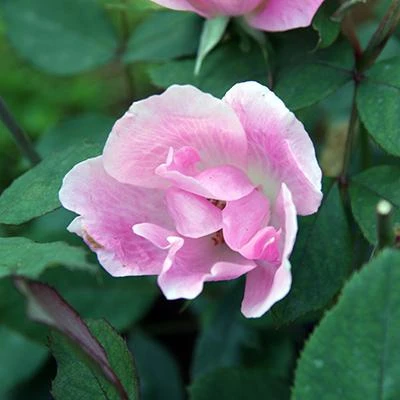 Brighter Blooms Roses Blushing Knock Out® Rose 4 Brighter Blooms Roses Blushing Knock Out® Rose