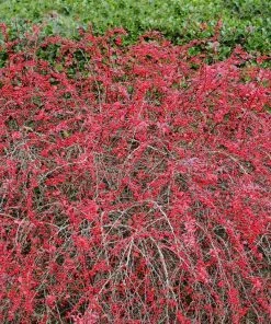 Brighter Blooms Rose Glow Barberry Shrub