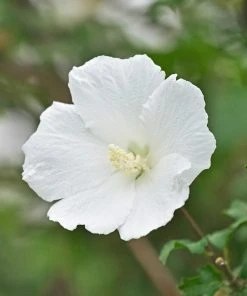 Brighter Blooms White Rose Of Sharon Althea Shrub