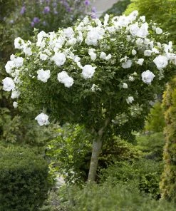 Brighter Blooms White Rose Of Sharon Althea Tree Shrubs & Hedges