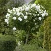 Brighter Blooms White Rose Of Sharon Althea Tree Shrubs & Hedges