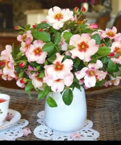 Brighter Blooms Raspberry Kiss™ Rose Tree