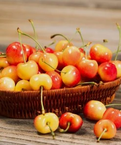 Brighter Blooms Royal Ann Cherry