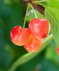 Brighter Blooms Royal Ann Cherry