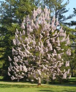 Brighter Blooms Royal Empress Tree Flowering Trees