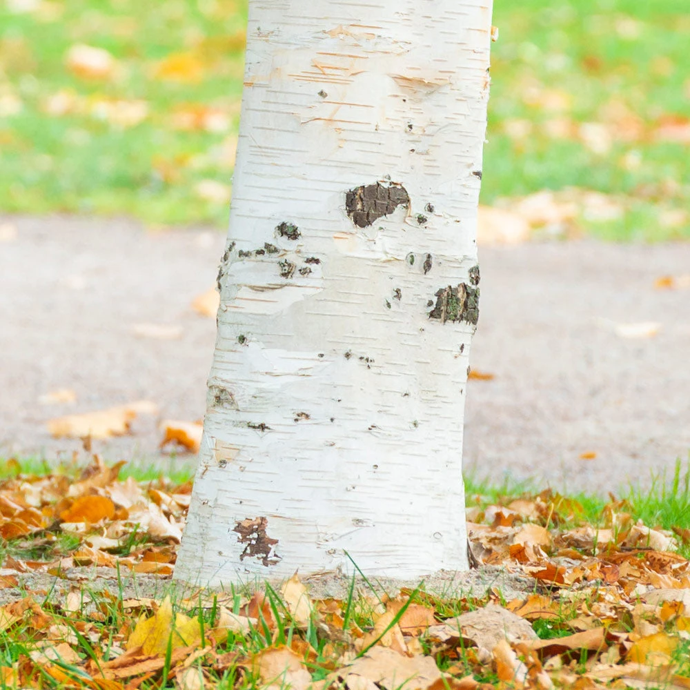 Brighter Blooms Royal Frost Birch Shade Trees 3 Brighter Blooms Royal Frost Birch Shade Trees