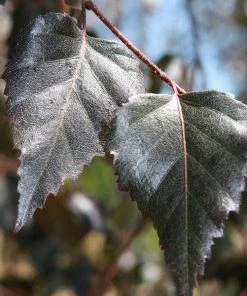 Brighter Blooms Royal Frost Birch Shade Trees