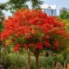 Brighter Blooms Flowering Trees Royal Poinciana Tree